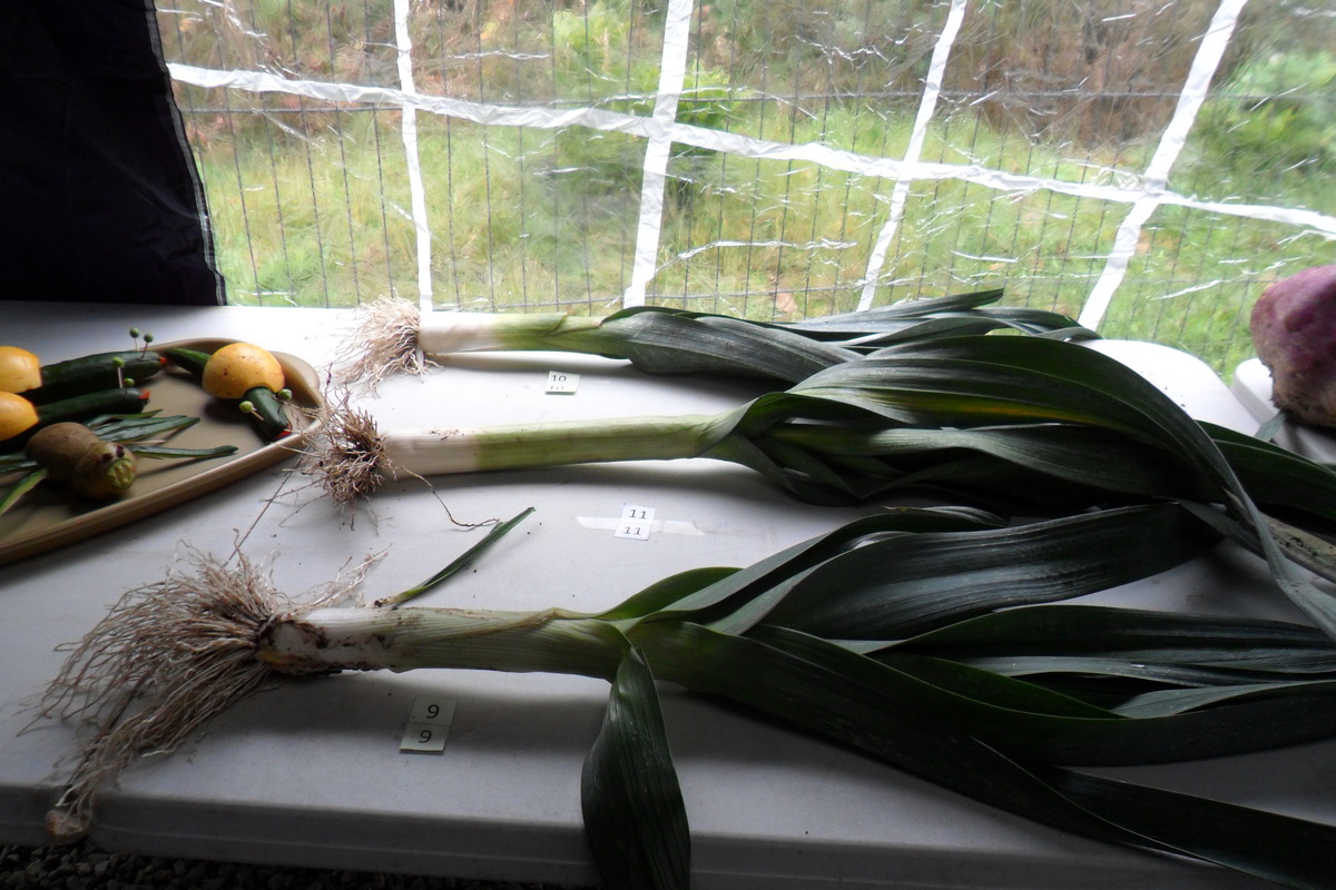 2013 vegetable competition